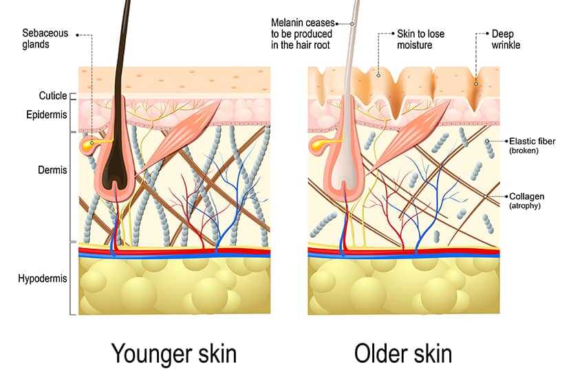 Old vs Young Skin